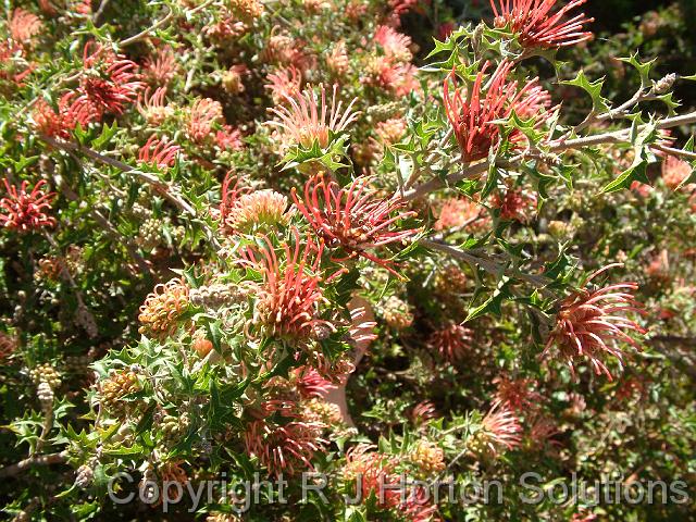 Grevillea aquifolium